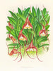 Masdevallia bella - Jean Jules Linden — weergave van het kunstwerk