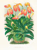Masdevallia est fougueux - Jean Jules Linden — weergave van het kunstwerk