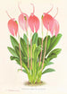 Masdevallia lindeni var grandiflora - Jean Jules Linden — weergave van het kunstwerk