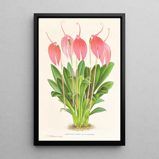 Jean Jules Linden - Masdevallia lindeni var grandiflora.webp