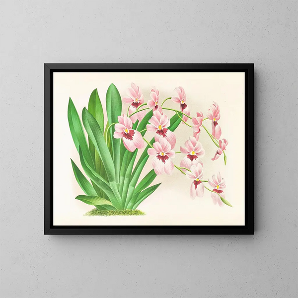 Miltonia vexillaria - Jean Jules Linden — ingelijst kunstwerk aan de muur