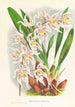 Odontoglossum Ruckerianum - Jean Jules Linden — weergave van het kunstwerk