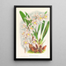 Odontoglossum Ruckerianum - Jean Jules Linden — ingelijst kunstwerk aan de muur