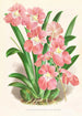 Odontoglossum Vexillarium - Jean Jules Linden | Reproduction — weergave van het kunstwerk