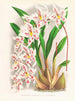 van Odontoglossum alexandrae var. cutsemianum - Jean Jules Linden — weergave van het kunstwerk