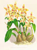 van Odontoglossum coradinei var. grandiflorum - Jean Jules Linden — weergave van het kunstwerk