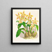 van Odontoglossum coradinei var. grandiflorum - Jean Jules Linden — ingelijst kunstwerk aan de muur