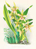 Odontoglossum duvivierianus - Jean Jules Linden — weergave van het kunstwerk