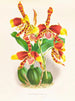 Odontoglossum grande - Jean Jules Linden — weergave van het kunstwerk