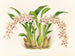 Odontoglossum lucianianum - Jean Jules Linden — weergave van het kunstwerk