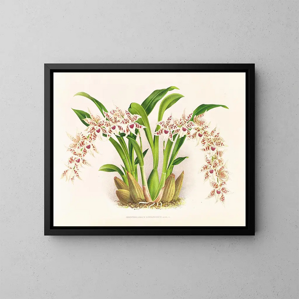 Odontoglossum lucianianum - Jean Jules Linden — ingelijst kunstwerk aan de muur