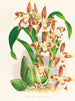 Odontoglossum luteopurpureum - Jean Jules Linden — weergave van het kunstwerk