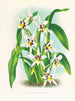 Odontoglossum maxillare - Jean Jules Linden — weergave van het kunstwerk