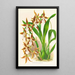 Odontoglossum nevadense - Jean Jules Linden — ingelijst kunstwerk aan de muur