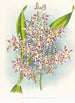 Odontoglossum odoratum var striatum - Jean Jules Linden — weergave van het kunstwerk