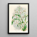 Odontoglossum ramosissimum - Jean Jules Linden — ingelijst kunstwerk aan de muur