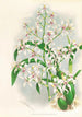 Odontoglossum ramosissimum - Jean Jules Linden — weergave van het kunstwerk