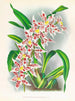 Odontoglossum schlesingerianum - Jean Jules Linden — weergave van het kunstwerk
