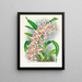 Odontoglossum schlesingerianum - Jean Jules Linden — ingelijst kunstwerk aan de muur