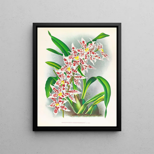 Jean Jules Linden - Odontoglossum schlesingerianum.webp
