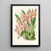 Odontoglossum wilckeanum albens - Jean Jules Linden — ingelijst kunstwerk aan de muur