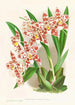 Odontoglossum wilckeanum albens - Jean Jules Linden — weergave van het kunstwerk