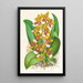Oncidium Lannceanum - Jean Jules Linden — ingelijst kunstwerk aan de muur