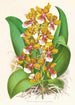 Oncidium Lannceanum - Jean Jules Linden — weergave van het kunstwerk