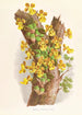 Oncidium Limminghei - Jean Jules Linden — weergave van het kunstwerk