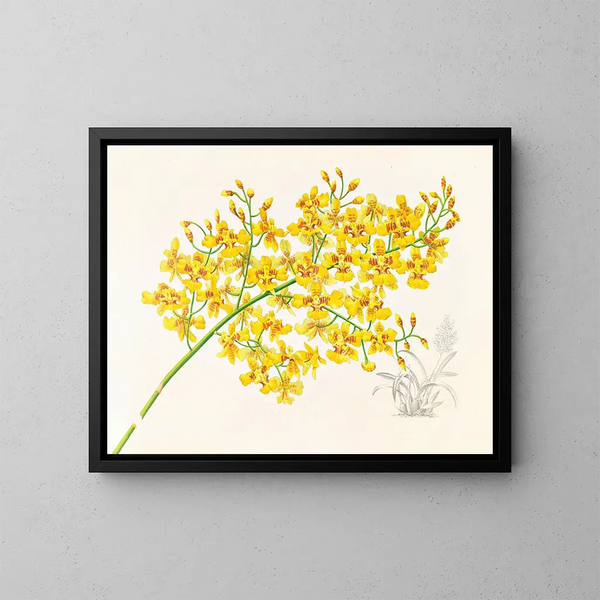 van Oncidium aurosum - Jean Jules Linden — ingelijst kunstwerk aan de muur