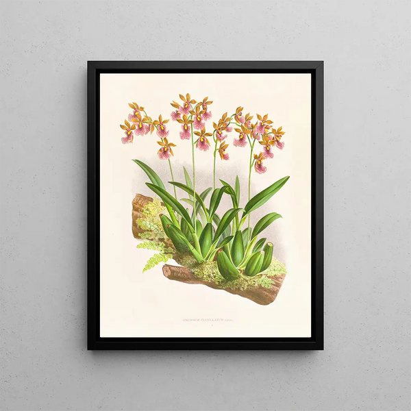 Jean Jules Linden - Oncidium cucullatum.webp