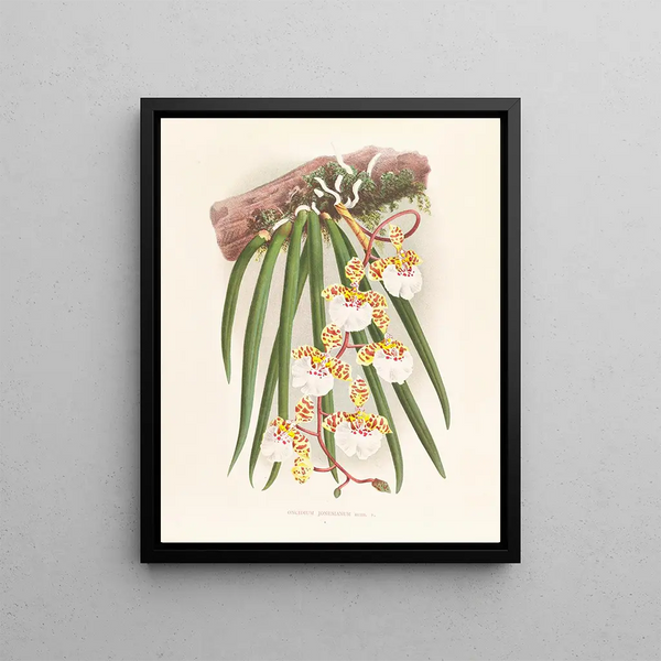 Jean Jules Linden - Oncidium jonesianum.webp