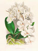 Belle Phalaenopsis - Jean Jules Linden — weergave van het kunstwerk