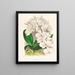 Belle Phalaenopsis - Jean Jules Linden — ingelijst kunstwerk aan de muur