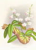 Phalaenopsis esmeralda var candidula - Jean Jules Linden — weergave van het kunstwerk