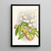 Phalaenopsis esmeralda var candidula - Jean Jules Linden — ingelijst kunstwerk aan de muur