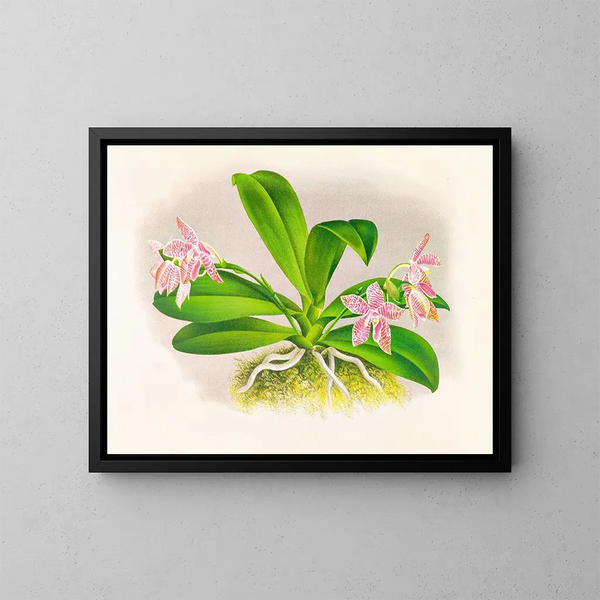 Phalaenopsis luddemanniana - Jean Jules Linden — ingelijst kunstwerk aan de muur