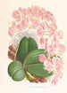 Phalaenopsis sanderiana - Jean Jules Linden — weergave van het kunstwerk