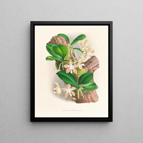 Jean Jules Linden - Phalaenopsis sumatrana.webp