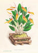 Restrepia antennifera - Jean Jules Linden — weergave van het kunstwerk