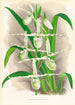 Selenipedium Reticulatum - Jean Jules Linden — weergave van het kunstwerk