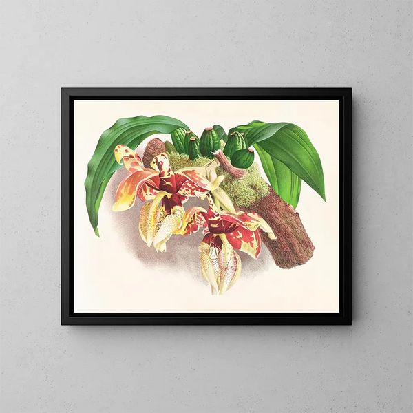 Stanhopea tigrina - Jean Jules Linden — ingelijst kunstwerk aan de muur