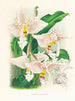 Stanhopea oculata - Jean Jules Linden — weergave van het kunstwerk