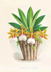 Trichocentrum Tigrinum - Jean Jules Linden — weergave van het kunstwerk