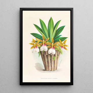 Jean Jules Linden - Trichocentrum Tigrinum.webp