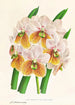Vanda Sanderiana var Labello Viridi - Jean Jules Linden — weergave van het kunstwerk