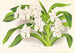 Vanda denisoniana - Jean Jules Linden — weergave van het kunstwerk