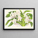 Vanda denisoniana - Jean Jules Linden — ingelijst kunstwerk aan de muur
