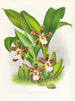 Zygopetalum jorisinum - Jean Jules Linden — weergave van het kunstwerk