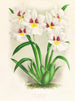 Miltonia Röezli - Jean Jules Linden — weergave van het kunstwerk